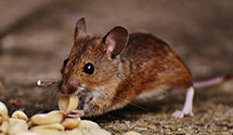 24 Hour & Emergency Exterminators in Bally, PA